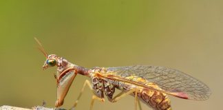 Mantispide - Insecte din familia Mantispidae