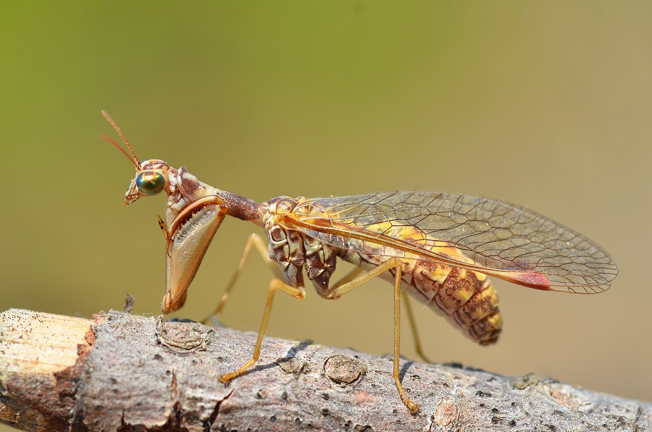 Mantispide - Insecte din familia Mantispidae