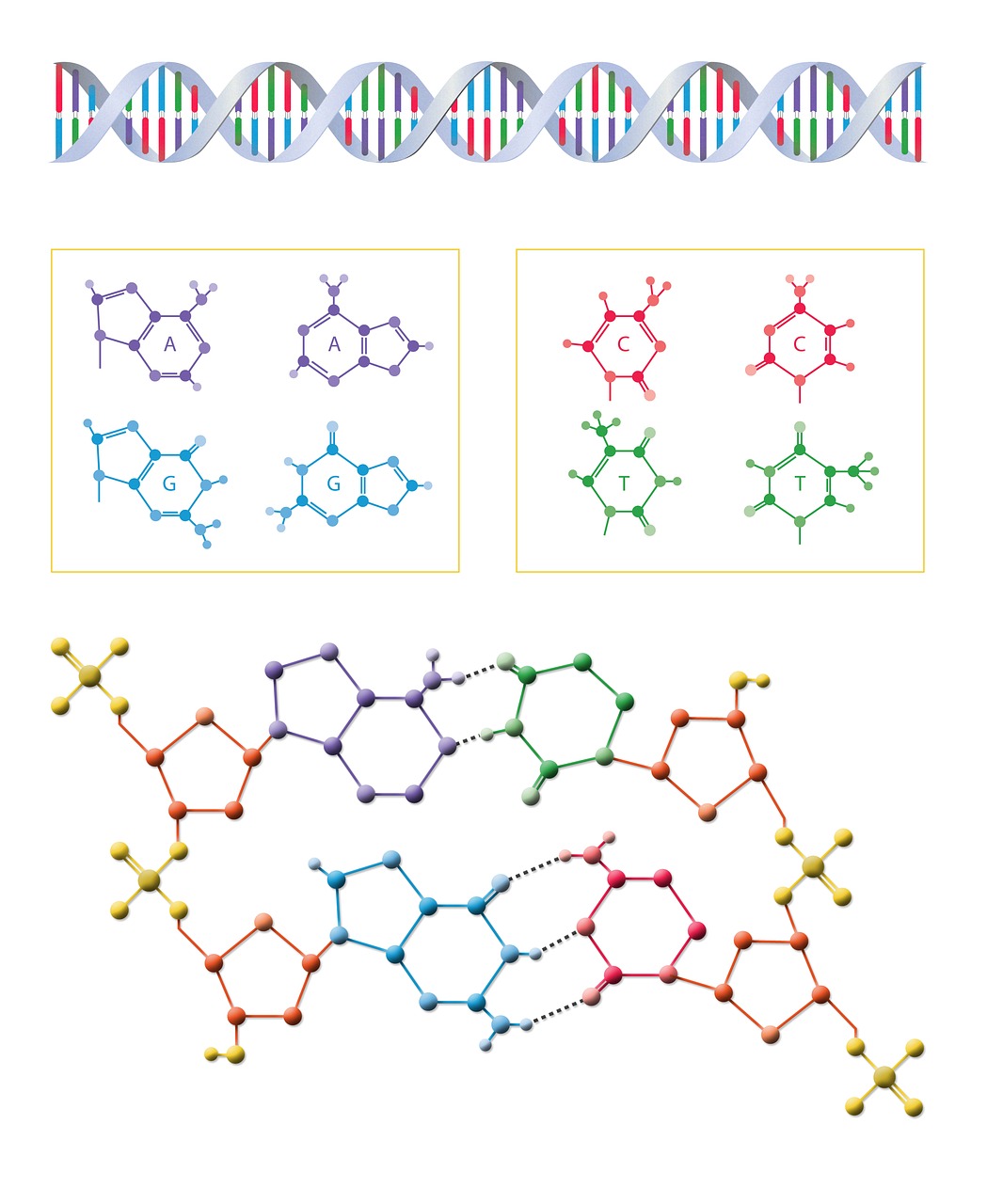 Molecula, genetica, stiinta