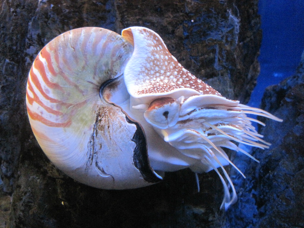 Nautilul perlat