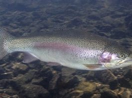 Păstravul-curcubeu (Oncorhynchus mykiss), un pește greu de prins