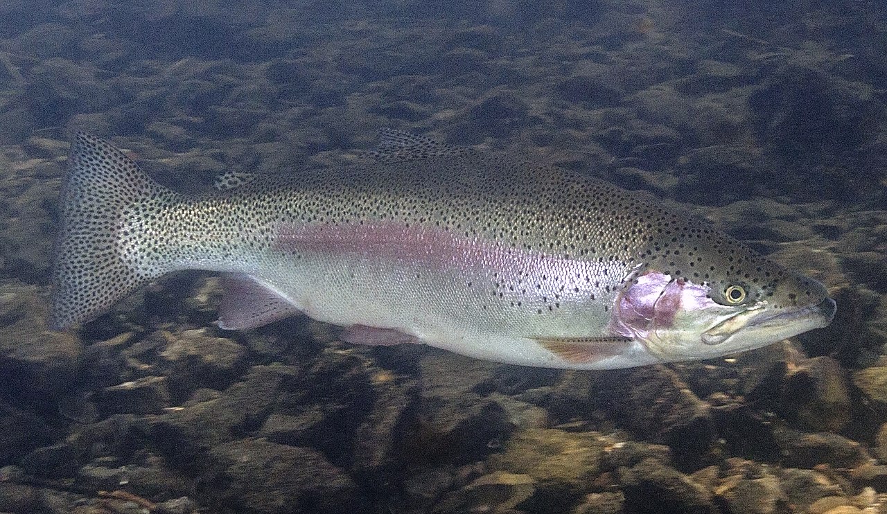 Păstravul-curcubeu (Oncorhynchus mykiss), un pește greu de prins