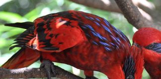 Papagali din Indonezia - Loriusul cu dungi albastre (Eos reticulata)