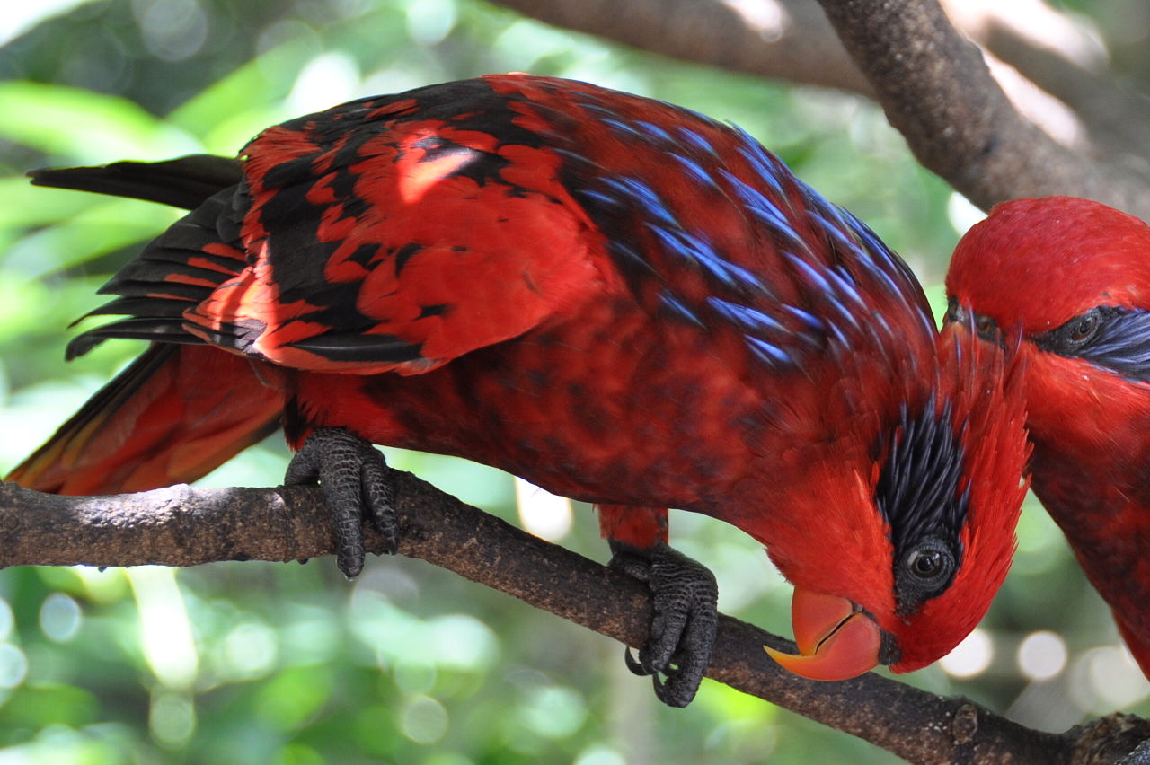 Papagali din Indonezia - Loriusul cu dungi albastre (Eos reticulata)