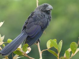 Pasărea Crotophaga ani, face parte din ordinul Cuculiformes