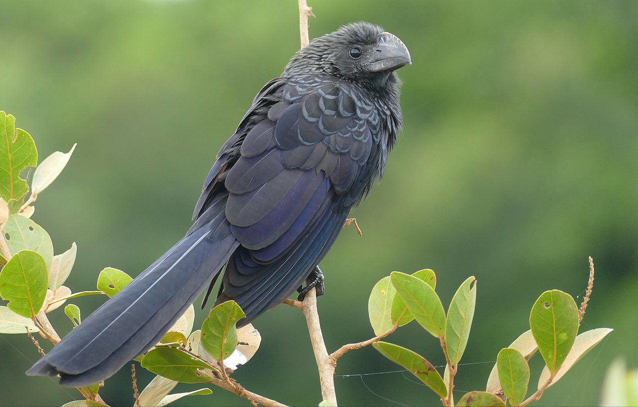 Pasărea Crotophaga ani, face parte din ordinul Cuculiformes