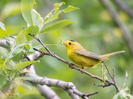 Pasărea cu glugă (Wilsonia citrina), specie din familia Parulidae migrează în Caraibe