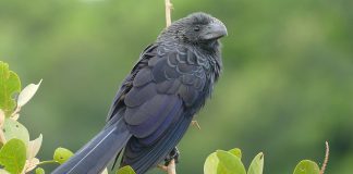 Pasărea Crotophaga ani, face parte din ordinul Cuculiformes