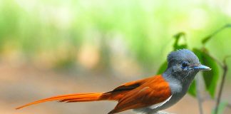 Pasărea Terpsiphone Viridis are coada lungă de 20 cm