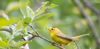 Pasărea cu glugă (Wilsonia citrina), specie din familia Parulidae migrează în Caraibe