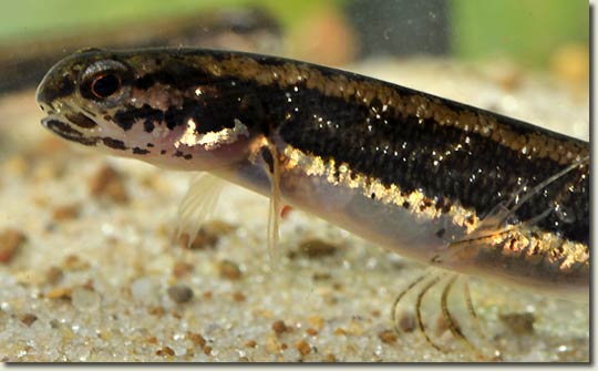 Pestele-salamandra (Lepidogalaxias salamandroides), Foto> aquapress-bleher.com