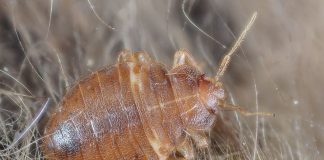 Ploșnite - Ce sunt și cum scăpăm de ele