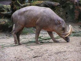 Porcul Babirusca (Babyrousa babyrussa), o specie ce preferă pădurile tropicale