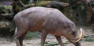 Porcul Babirusca (Babyrousa babyrussa), o specie ce preferă pădurile tropicale