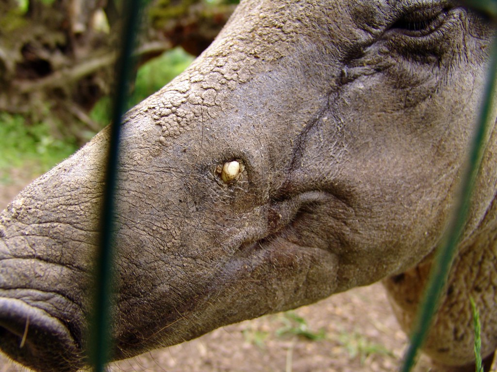 Porcul Babirusca