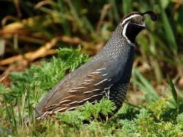 Potârnichea de California (Callipepla californica), o pasăre retrasă și timidă