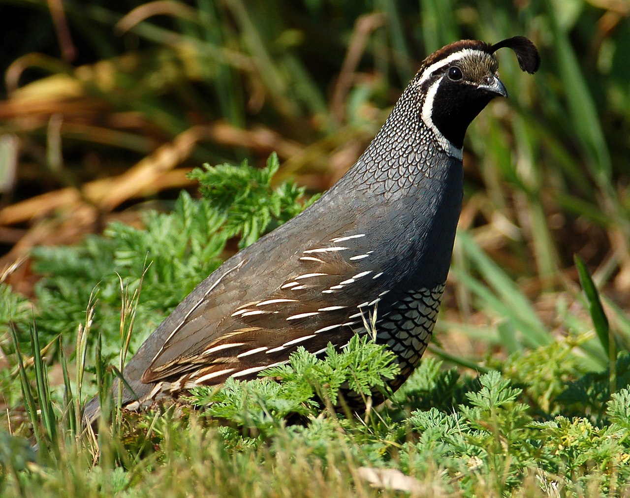 Potârnichea de California (Callipepla californica), o pasăre retrasă și timidă