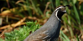 Potârnichea de California (Callipepla californica), o pasăre retrasă și timidă