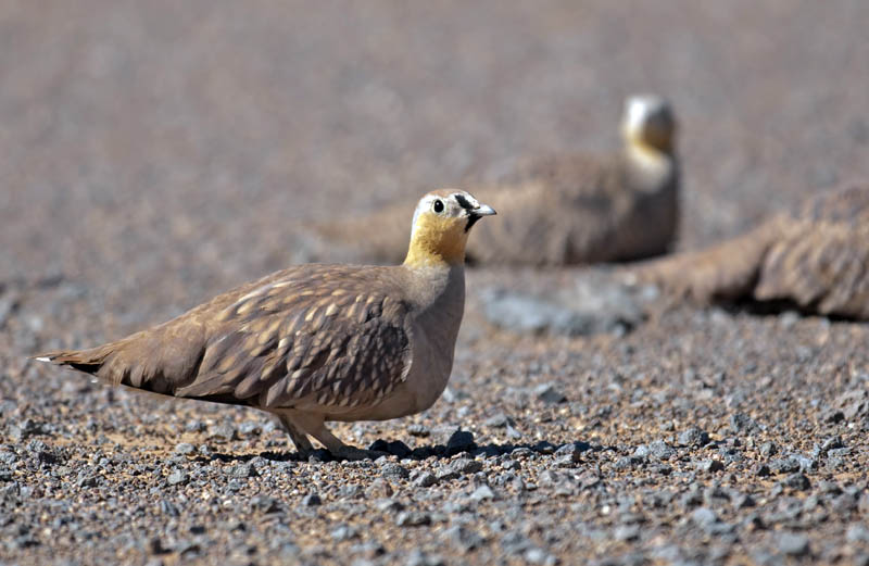 Pterocles cornatus, Foto: salidun.com