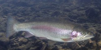 Păstravul-curcubeu (Oncorhynchus mykiss), un pește greu de prins