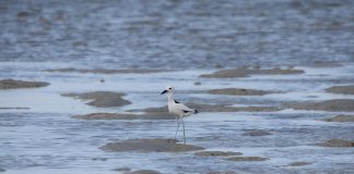 Păsări de apă - Fluierarul de crabi (Dromas ardeola)
