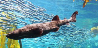 Rechinul Cephaloscyllium ventriosum îți alungește corpul cand se află în pericol