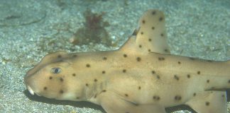 Rechinul Heterodontus francisci, un rechin solitar