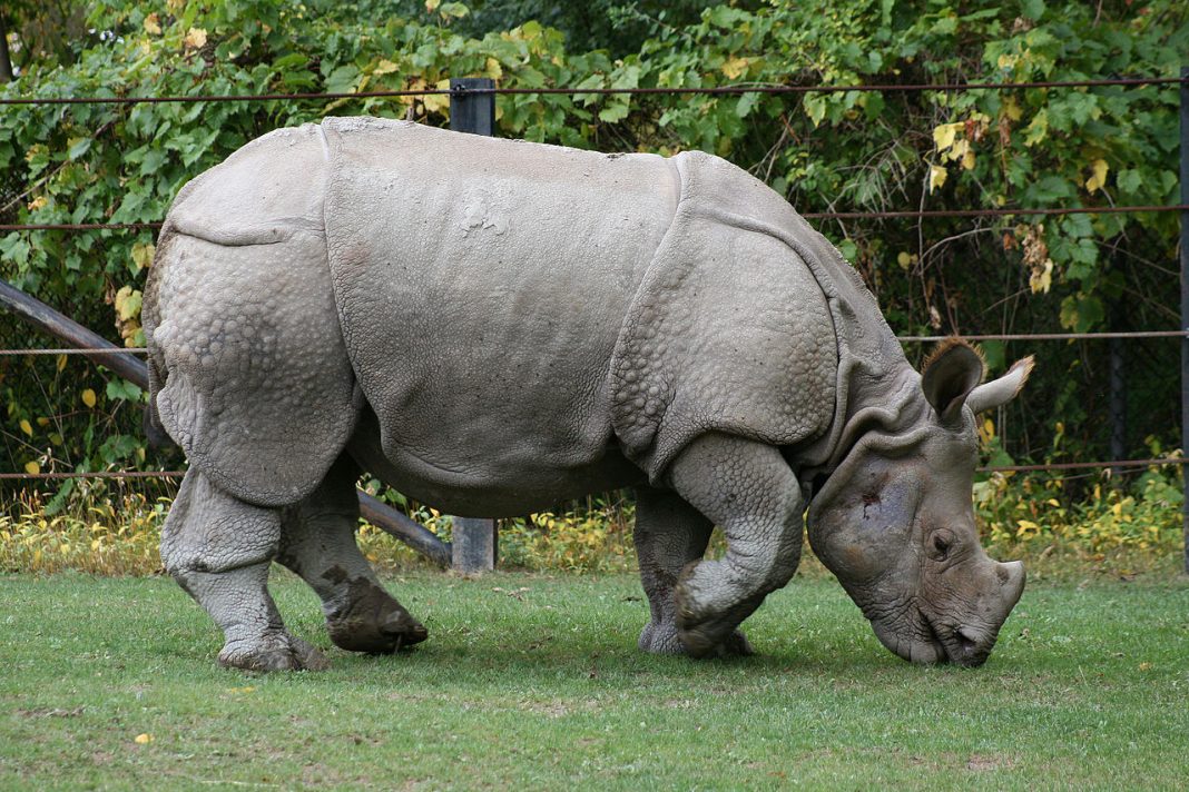 Rinocerul indian (Rhinoceros unicornis), al doilea cel mai mare animal asiatic