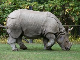 Rinocerul indian (Rhinoceros unicornis), al doilea cel mai mare animal asiatic