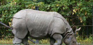Rinocerul indian (Rhinoceros unicornis), al doilea cel mai mare animal asiatic