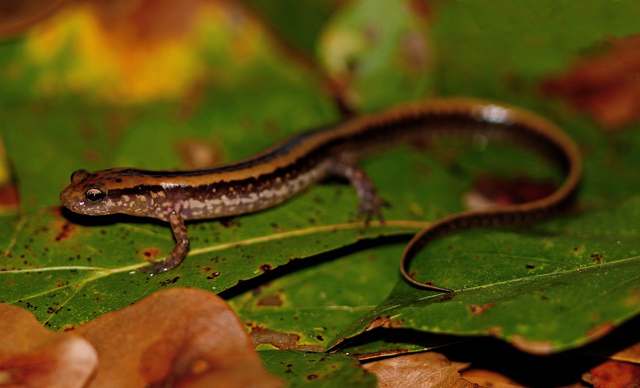 Salamandra cu trei dungi (Eurycea guttolineata) și caracteristicile acesteia