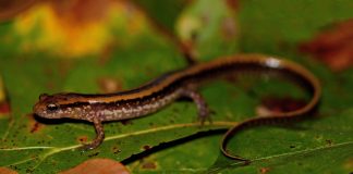 Salamandra cu trei dungi (Eurycea guttolineata) și caracteristicile acesteia