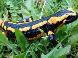 Salamandra de foc (Salamandra salamandra), specie otrăvitoare din Munții Carpați