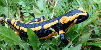 Salamandra de foc (Salamandra salamandra), specie otrăvitoare din Munții Carpați