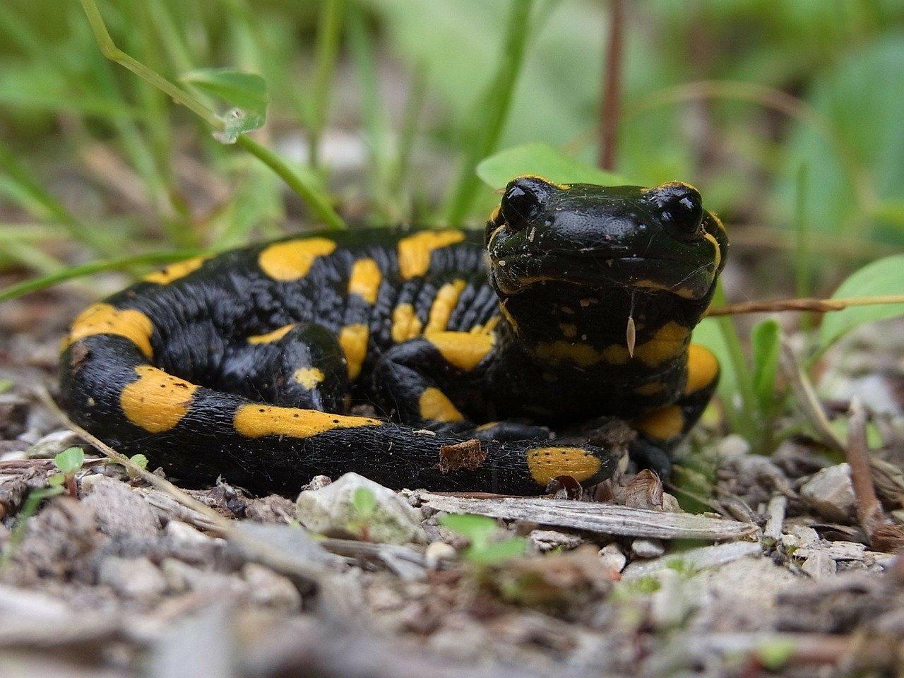 Salamandra de foc