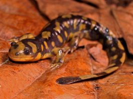 Salamandra-tigru (Ambystoma tigrinum) din America de Nord