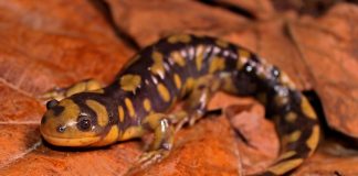 Salamandra-tigru (Ambystoma tigrinum) din America de Nord