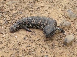 Scincida cu coadă ciuntită (Tiliqua rugosa) - Șopârla cu spatele șindriluit