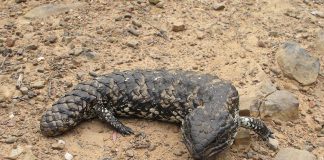Scincida cu coadă ciuntită (Tiliqua rugosa) - Șopârla cu spatele șindriluit