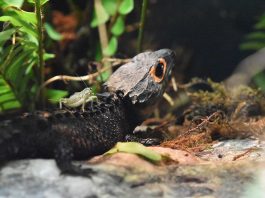 Specii de șopârle din Noua Guinee – Scincida-crocodil (Tribolonotus gracilis)