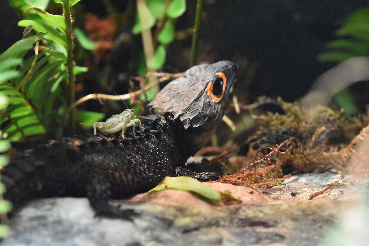 Specii de șopârle din Noua Guinee – Scincida-crocodil (Tribolonotus gracilis)