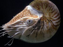 Specii de cefalopode – Nautilul perlat (Nautilus pompilius)