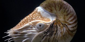 Specii de cefalopode – Nautilul perlat (Nautilus pompilius)