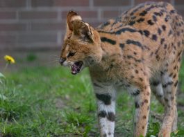 Specii de feline – Servalul (Felis serval)