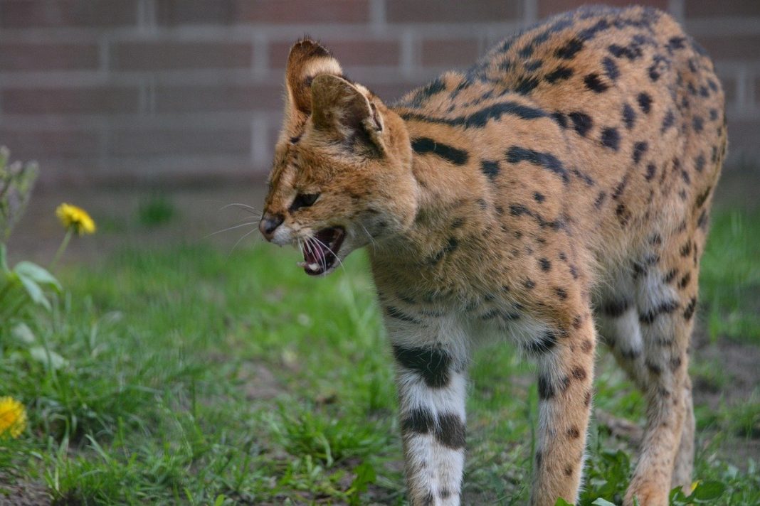 Specii de feline – Servalul (Felis serval)