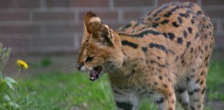 Specii de feline – Servalul (Felis serval)