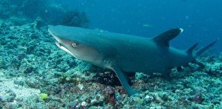 Specii de pești cartilaginoși – Rechinul de recif alb (Triaenodon obesus)