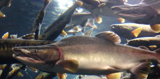 Specii de pești osoși – Somonul roz (Oncorhynchus gorbuscha) din Oceanul Pacific