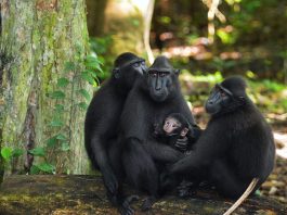 Specii de primate – Macacul negru (Macaca nigra)