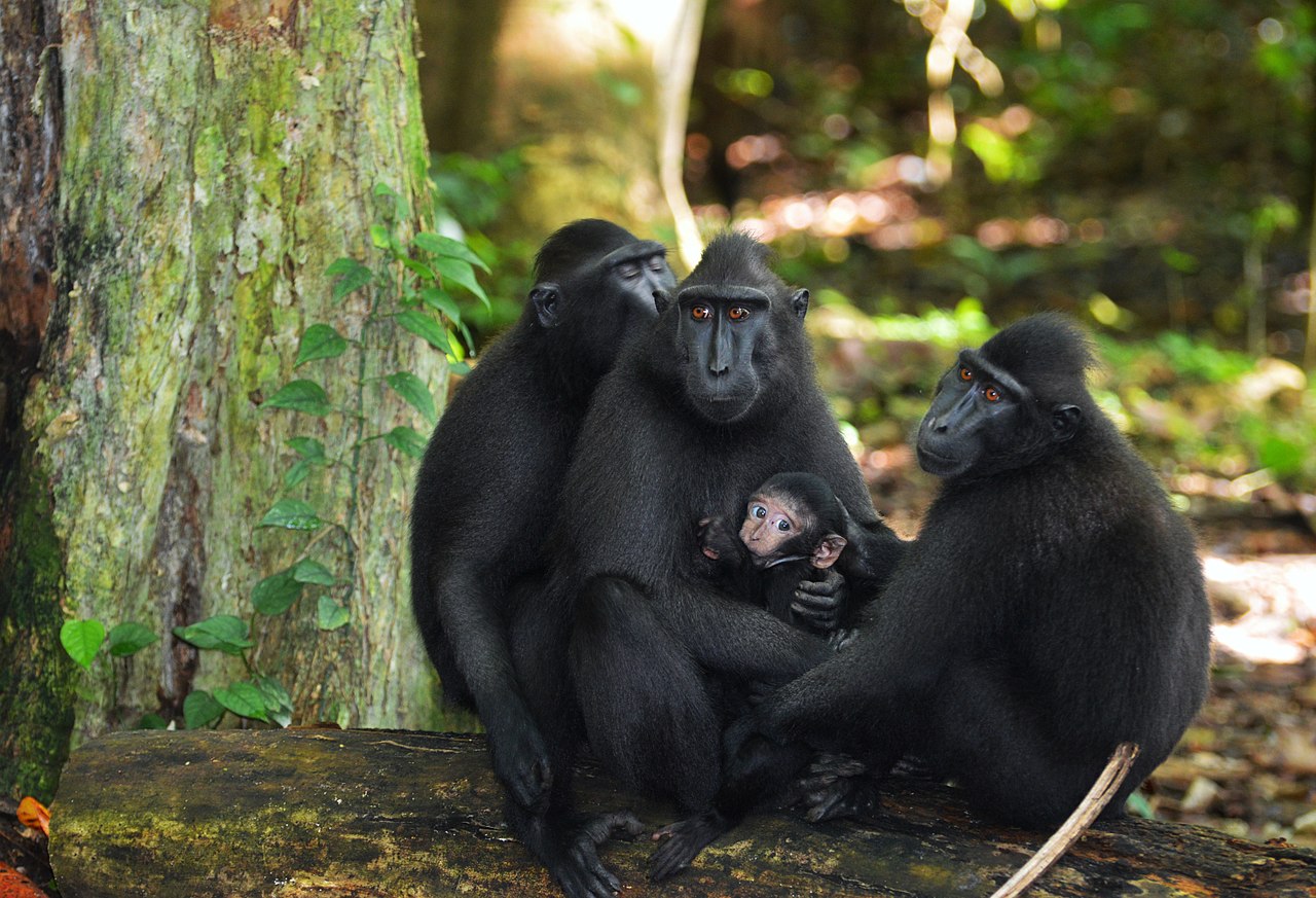 Specii de primate – Macacul negru (Macaca nigra)